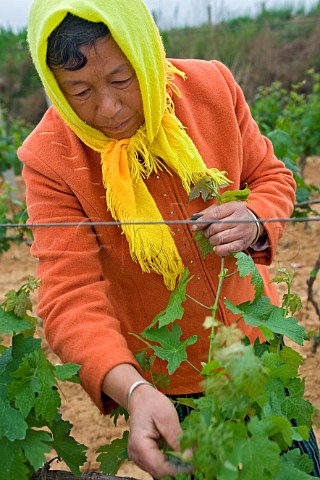 Woman tying vines in Junding winery vineyard near Penglai Shandong Province China