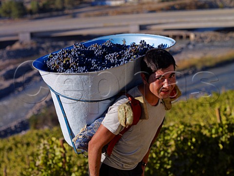 Harvesting Syrah grapes in vineyard of Via San Esteban Aconcagua Valley Chile