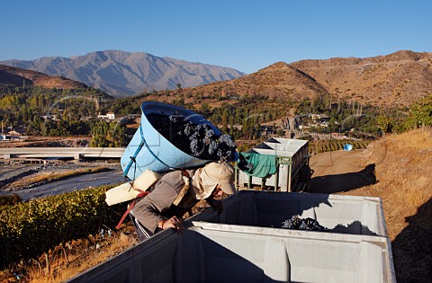 Harvesting Syrah grapes in vineyard of Via San Esteban above the Aconcagua River Chile Aconcagua Valley