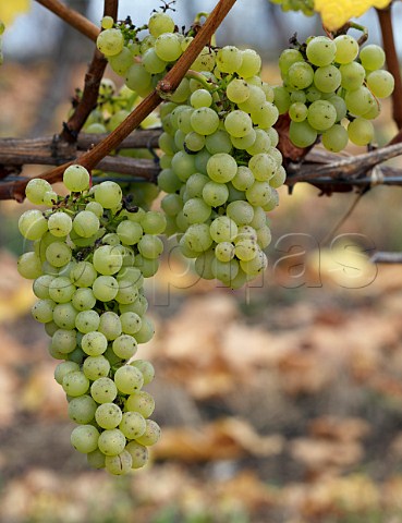 Chardonnay grapes in SoldeSol vineyard of Via Aquitania Traigun Chile Malleco Valley