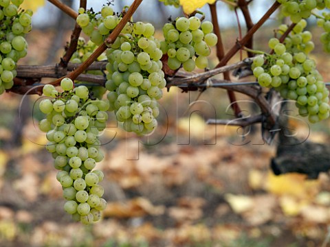 Chardonnay grapes in SoldeSol vineyard of Via Aquitania Traigun Chile Malleco Valley