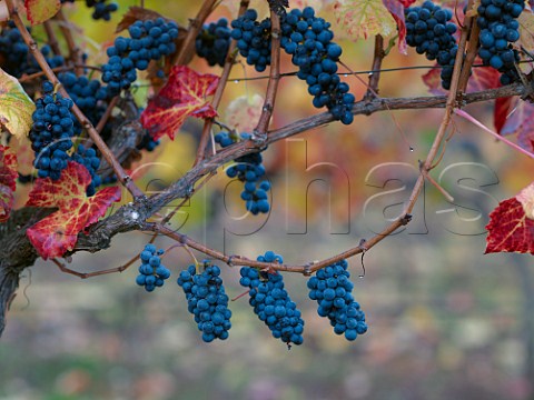 Pinot Noir grapes in SoldeSol vineyard of Via Aquitania Traigun Chile   Malleco Valley
