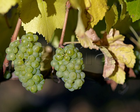 Chardonnay grapes in SoldeSol vineyard of Via Aquitania Traigun Chile   Malleco Valley