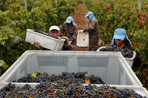 Pickers with Merlot grapes in vineyard of Tamaya La Serena Chile   Limari Valley