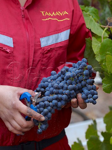Picker with Merlot grapes in vineyard of Tamaya La Serena Chile   Limari Valley