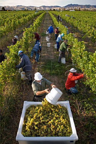 Harvesting Chardonnay grapes Mendoza clone in Simmerland Vineyard for Greywacke Rapaura Marlborough New Zealand