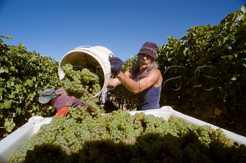 Harvesting hillside Sauvignon Blanc grapes in Yarrum Vineyard for Greywacke the wine of Kevin Judd  Marlborough New Zealand
