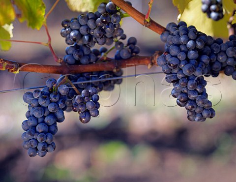 Pinot Noir grapes in vineyard of William Fvre Traigun Chile   Malleco Valley