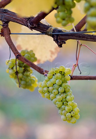 Chardonnay grapes in SoldeSol vineyard of Via Aquitania Traigun Chile   Malleco Valley