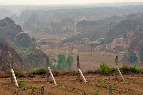 Newly planted vineyard Yellow Valley Shanxi provence China