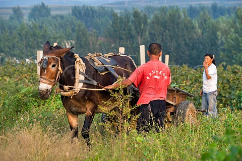 Donkey wagon in vineyard operated by Dynasty winery near Jixian Tianjin province China