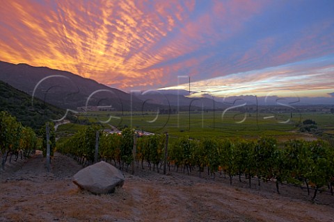 Sunrise over Clos Apalta vineyards of Lapostolle Apalta Colchagua Valley Chile