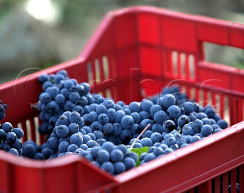 Crate of harvested Brunello grapes in vineyard of Col dOrcia SantAngelo in Colle near Montalcino Tuscany Italy Brunello di Montalcino