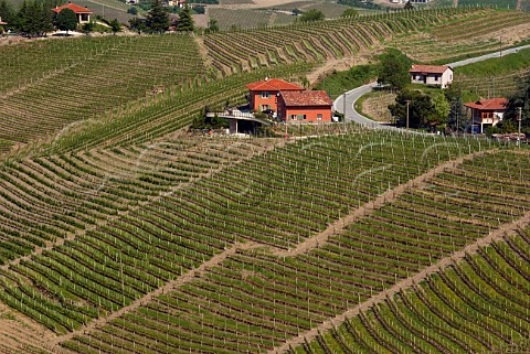Ornato vineyard of Pio Cesare at Serralunga dAlba Piemonte Italy Barolo