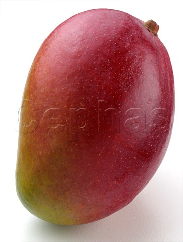 A whole red mango on a white background