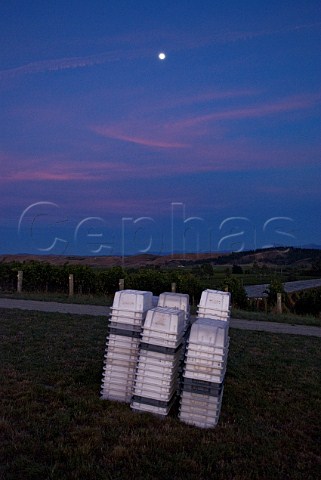 Crates ready to harvest hillside Pinot Noir clone 777 at Yarrum Vineyard above the Brancott Valley for Greywacke Marlborough New Zealand