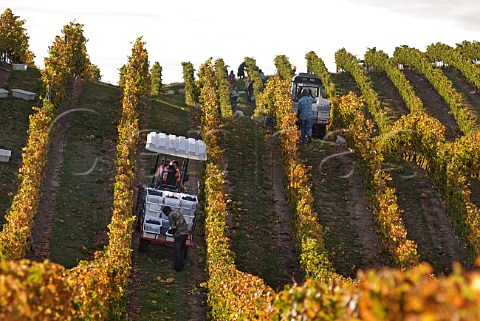 Collecting crates of harvested Pinot Noir grapes clone 777 at Yarrum Vineyard above the Brancott Valley for Greywacke Marlborough New Zealand