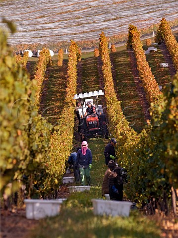 Harvesting Pinot Noir grapes clone 777 at Yarrum Vineyard above the Brancott Valley for Greywacke Marlborough New Zealand