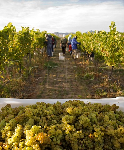 Harvesting Chardonnay grapes Mendoza clone in Simmerland Vineyard for Greywacke the wine of Kevin Judd   Rapaura Marlborough New Zealand