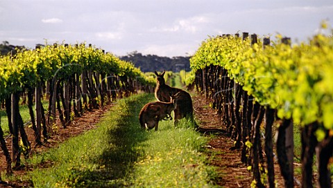 Kangaroos in vineyard Padthaway South Australia