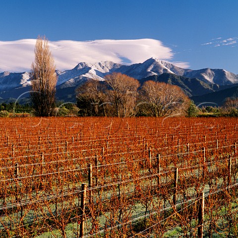 Mount Riley viewed over Ashmore Vineyard of the Sutherland Family growers for Dog Point Greywacke Cloudy Bay and Nautilus Marlborough New Zealand