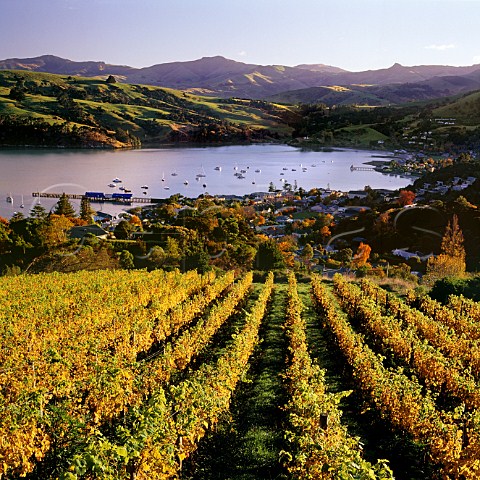 Vanstone Vineyard above Akaroa and its harbour in the volcano crater    Canterbury New Zealand