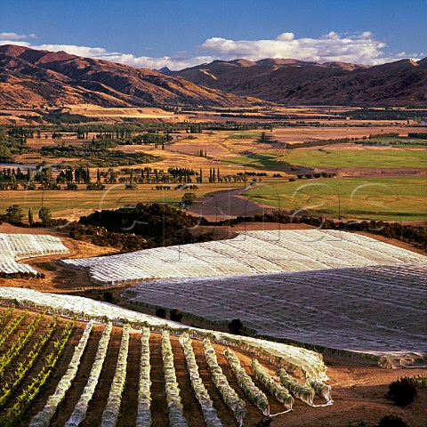 Chinamans Terrace Vineyards of Van Asch and Gibbston Valley overlooking the Upper Clutha Valley Bendigo Central Otago New Zealand