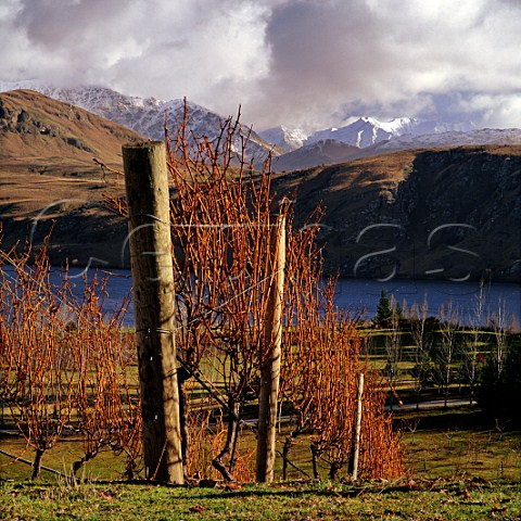 Vineyard above Lake Hayes near Queenstown Central Otago New Zealand