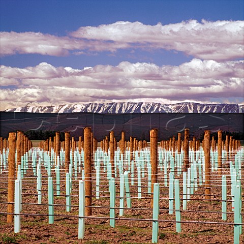 New vineyard of Aurora with the St Bathans Range in distance   Bendigo Central Otago New Zealand