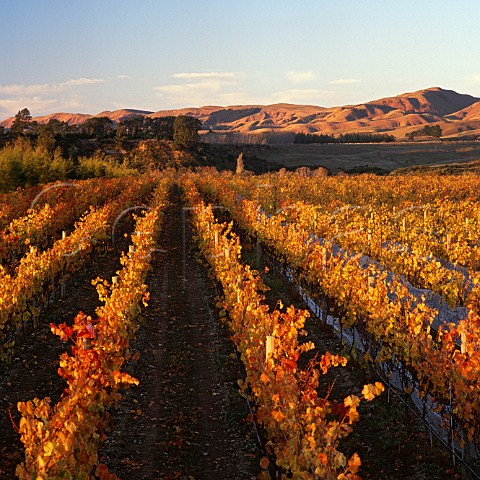 Wharekauhau Vineyard of Martinborough Vineyard near the confluence of the Huangaroa and Ruamahanga Rivers Martinborough New Zealand  Wairarapa