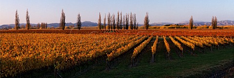 Korokipo vineyard Fernhill New Zealand  Hawkes Bay