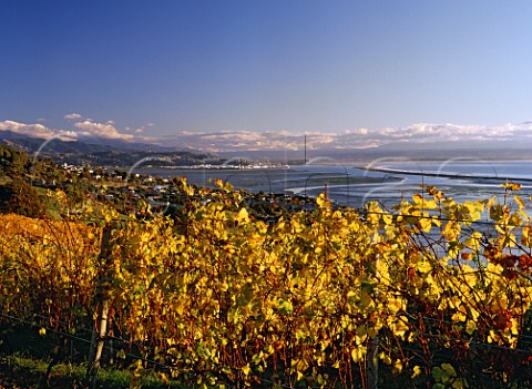 Vineyard above the Tasman Bay at Nelson New Zealand
