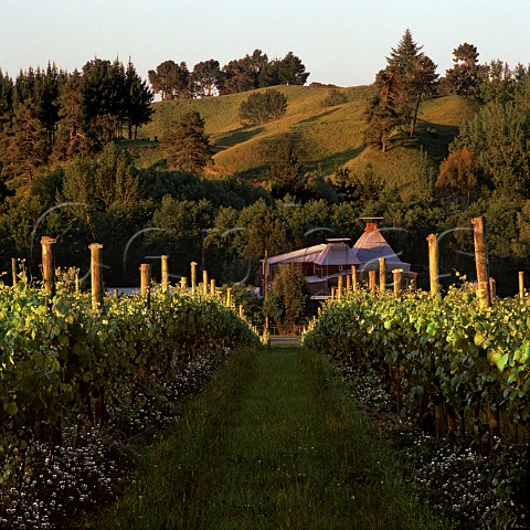 Vineyard of Kahurangi Estate in spring with a neighbours old hop kiln beyond     Upper Moutere New Zealand    Nelson