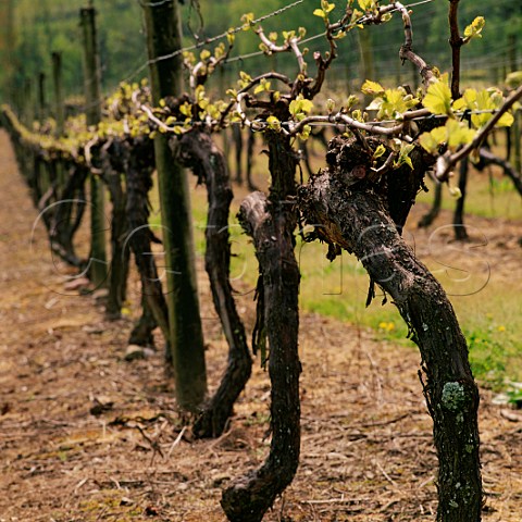 Old chardonnay vines in Home Vineyard of Neudorf Upper Moutere New Zealand  Nelson