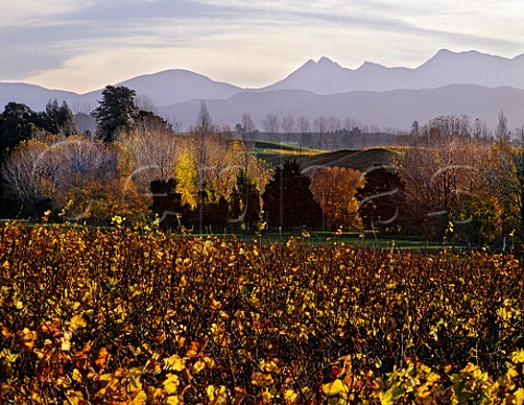 Home Vineyard of Neudorf with the Arthur Range in distance  Upper Moutere New Zealand  Nelson