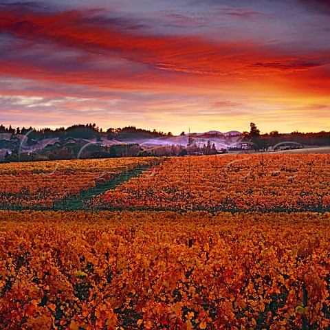 Autumnal vineyards of Kahurangi Estate at dawn  Upper Moutere New Zealand  Nelson