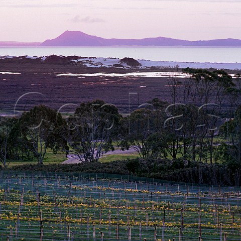 View from vineyard of Karikari Estate on the Karikari Peninsula across Ranaunu Bay to the Houhora Heads New Zealand   Northland
