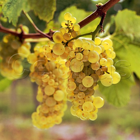 The Mendoza clone also known as 1A of the Chardonnay grape  developed at UC Davis  showing   Millerandage uneven fruitset also known as Hen and   Chicken to which it is susceptible    Marlborough   New Zealand