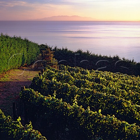 Vineyard on the Hakaimango Peninsula Waiheke Island with Little Barrier Island in the distance New Zealand
