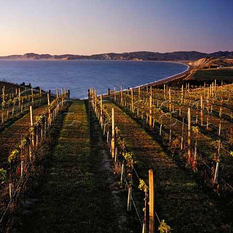 Seaview Vineyard of Yealands Estate above Clifford Bay with Cape Campbell in distance Marlborough New Zealand