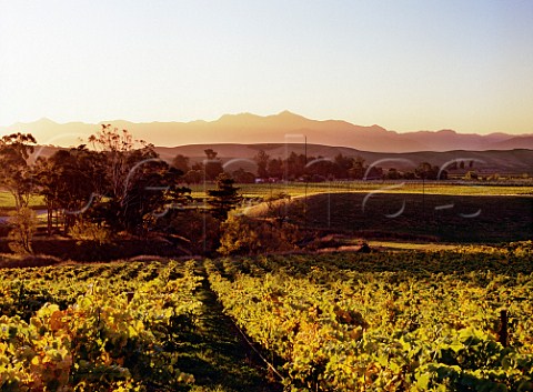 Vineyards of Auntsfield Estate site of the regions first vineyards in the 1800s  Blenheim Marlborough New Zealand