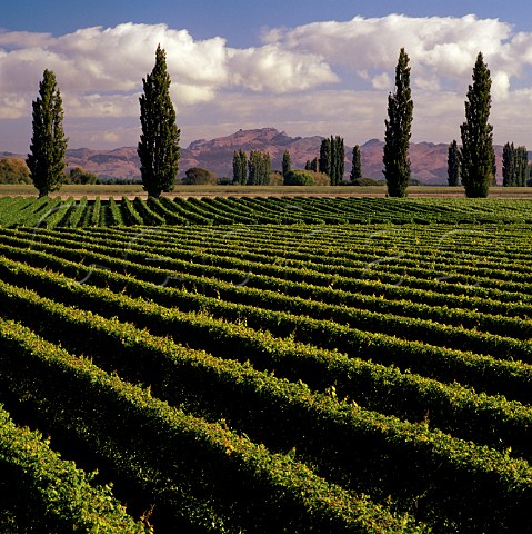 Korokipo vineyard at Fernhill near Hastings New Zealand  Hawkes Bay