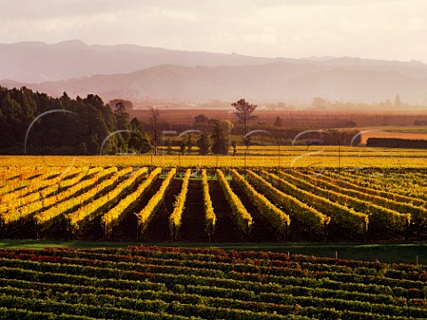 Autumnal vineyards near Waihirere and Grays Bush Gisborne New Zealand