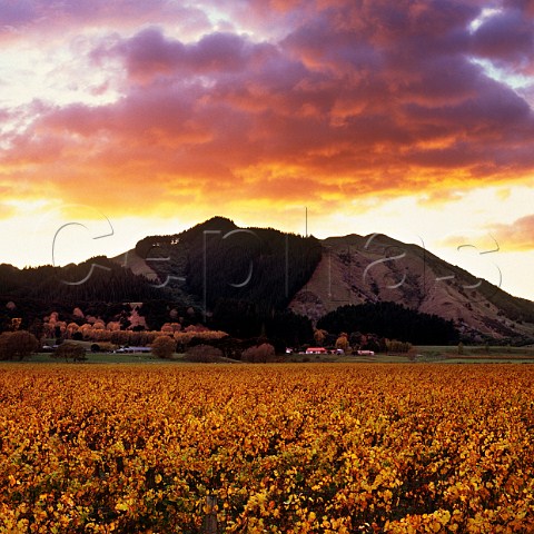 Sunrise over the Hexton Hills and vineyards in the Golden Slope subregion  Gisborne New Zealand