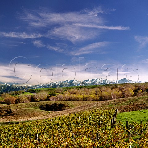 Home vineyard of Kaikoura Winery with the Seaward Kaikoura Range beyond  Canterbury New Zealand