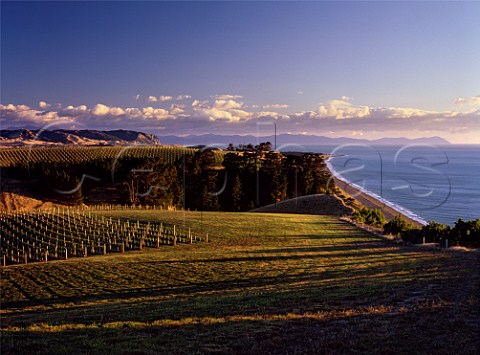Yealands Estate vineyards above Clifford Bay with Cook Strait and Marlborough Sounds in the distance Marlborough New Zealand