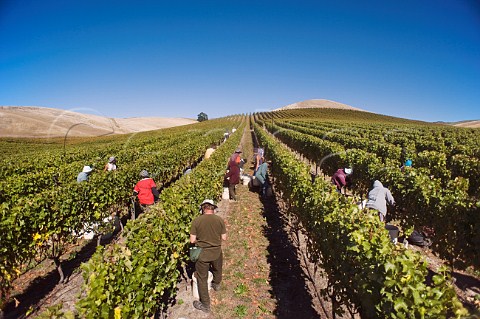 Harvesting hillside Sauvignon Blanc grapes in Yarrum Vineyard for Greywacke Marlborough New Zealand