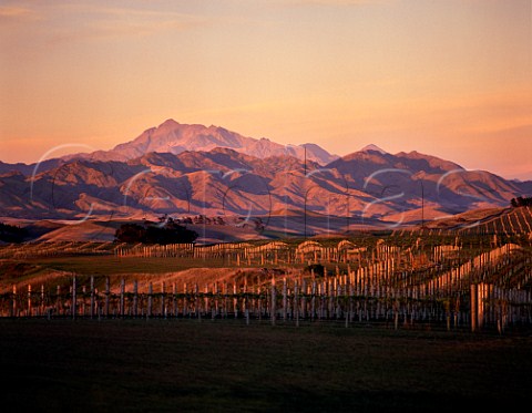 Yealands Estate vineyards and Mount Tapuaeouenuku Marlborough New Zealand
