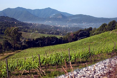 Pietracalda vineyard of Feudi di San Gregorio planted with Fiano vines  Sorbo Serpico Avellino Campania Italy   Fiano di Avellino
