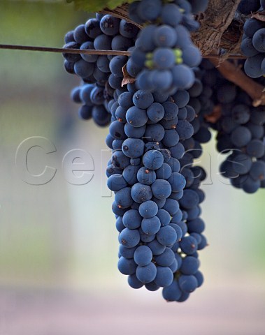Cabernet Sauvignon grapes Napa Valley California  Stags Leap
